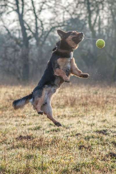 43. Fotochallenge-Zeigt mir eure Ball oder Frisbee verrueckten Hunde-Beitrag-Bild