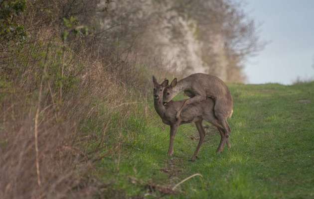 Die wunderschöne Welt mit Hund.-Beitrag-Bild