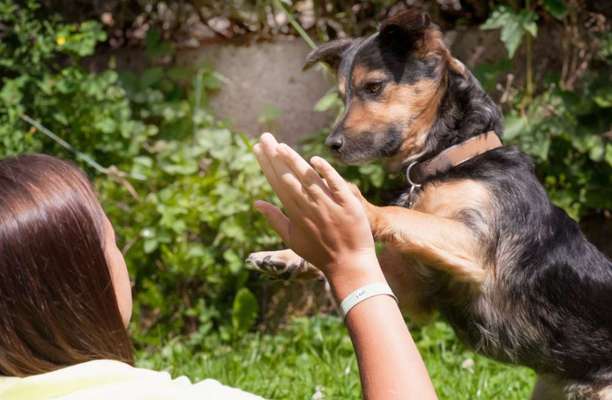 Dogorama Blog Challenge: Hundetricks-Beitrag-Bild