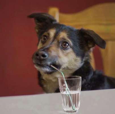 Dogorama Foto Challenge - Bestes gestelltes Bild-Beitrag-Bild