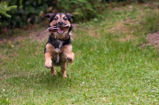 Dogorama Photo Challenge - Apportieren-Beitrag-Bild