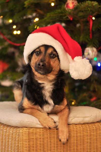 Challenge Nr. 8  Dein Hund im Weihnachtslook-Beitrag-Bild