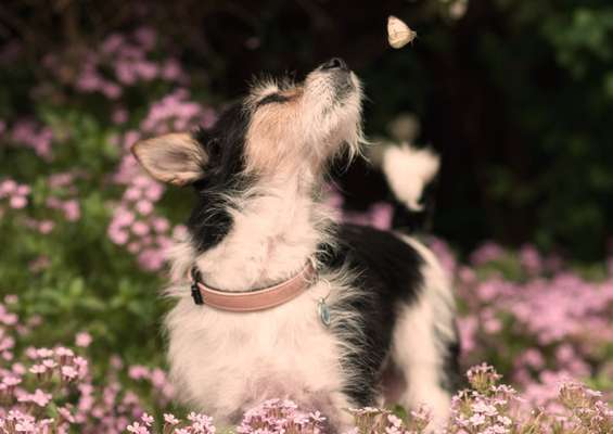 Dogorama Photo Challenge- Der Nase nach-Beitrag-Bild