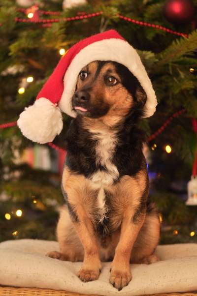 Dogorama Photo Challenge - Weihnachtsbaum-Beitrag-Bild