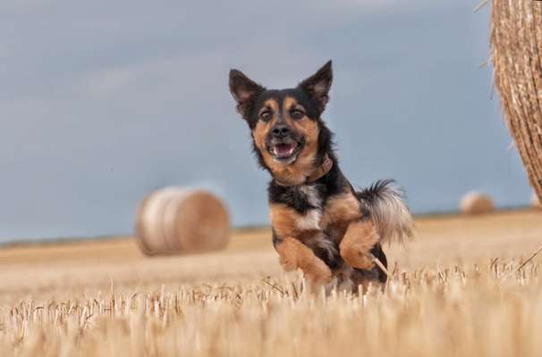 Dogorama Photo Challenge - Rund-Beitrag-Bild