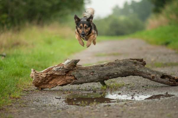 Dogorama Photo Challenge- Wurzeln-Beitrag-Bild