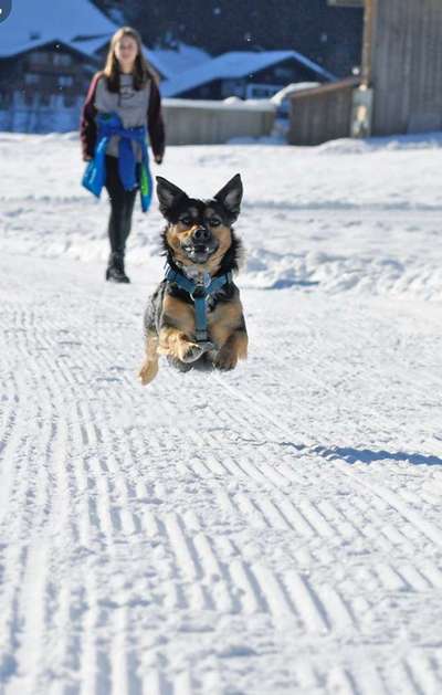 Challenge 33 - Du und dein Hund-Beitrag-Bild