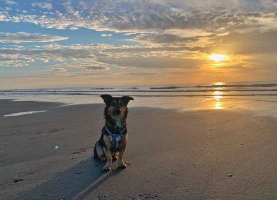 36. Handy Foto Challenge - Sonnenanbeter-Beitrag-Bild