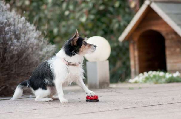 FOTOCHALLENGE:24  Thema: Hunde und ihre Tricks-Beitrag-Bild