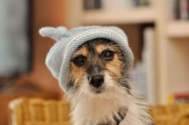 Hunde Memes-Beitrag-Bild