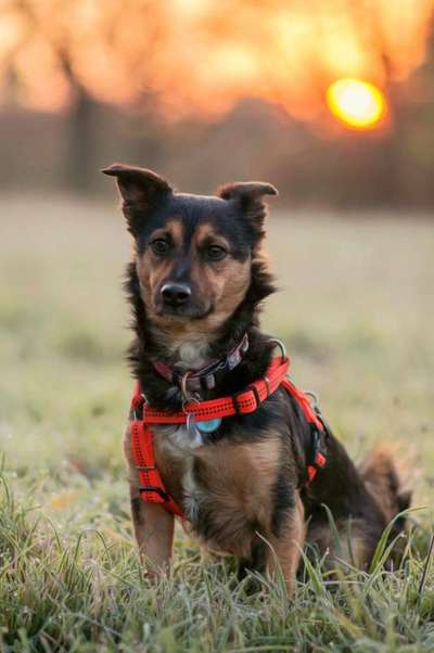 Club der Rumänen (Alle Hunde aus dem rumänischen Tierschutz, wo seid Ihr?)-Beitrag-Bild