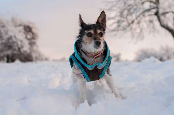 Wo sind die Jack und Parson Russell Terrier?-Beitrag-Bild