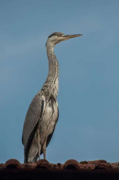 Die wunderschöne Welt mit Hund.-Beitrag-Bild