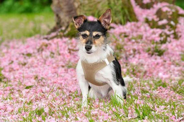 Fotochallange 63: "Dein blühendes Hündchen"-Beitrag-Bild