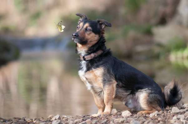 zeigt eure Hunde mit Ihren Frühlingsgefühlen:)-Beitrag-Bild