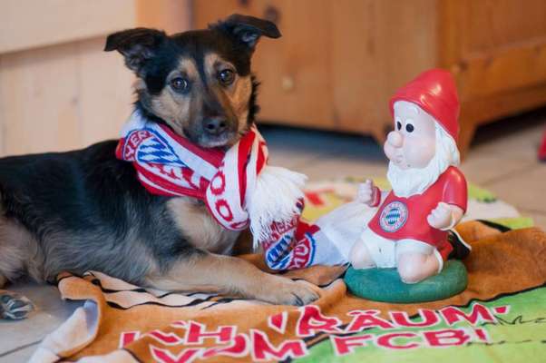 Eure Vierbeiner als Fußballfans-Beitrag-Bild