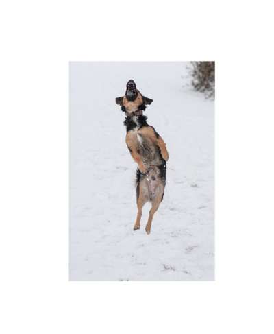 Dogorama Photo Challenge - Mäulchen auf-Beitrag-Bild