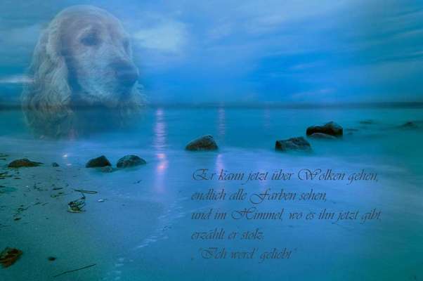 Regenbogenbrücke-Beitrag-Bild