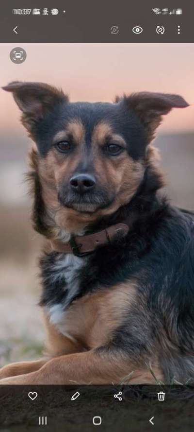 Zeichnungen Eurer Hunde !?-Beitrag-Bild