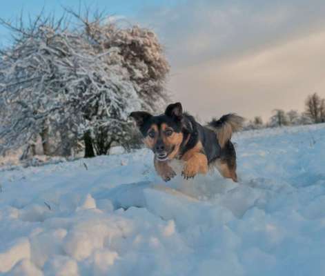 Fotochallenge 66 ~ Rennaction -Zeig deinen Hund im Lauf-Beitrag-Bild