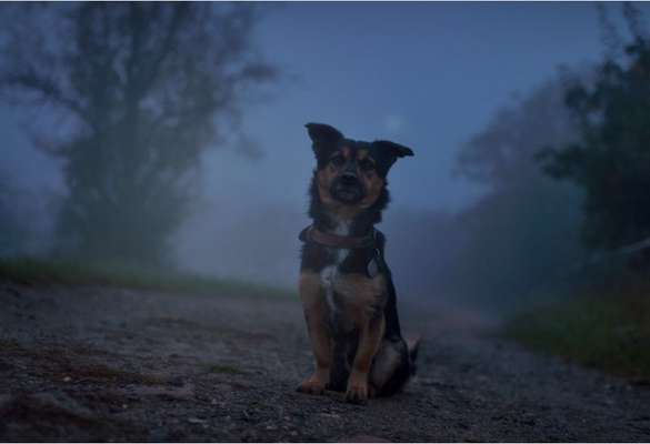 Dogorama Foto Challenge - Dämmerung-Beitrag-Bild