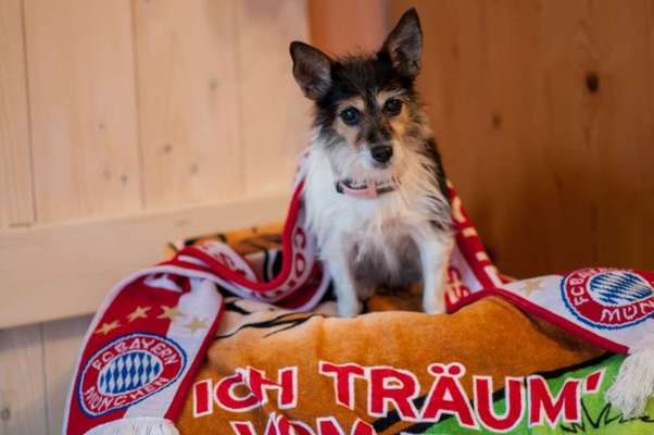 Eure Vierbeiner als Fußballfans-Beitrag-Bild