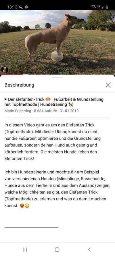 Wo sind die Jack und Parson Russell Terrier?-Beitrag-Bild