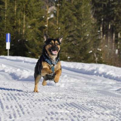 Foto's und Hundemodels-Beitrag-Bild