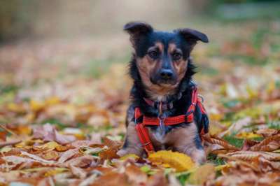 Foto's und Hundemodels-Beitrag-Bild