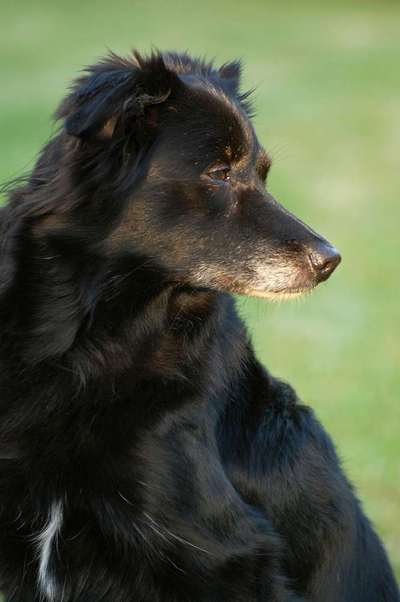 Regenbogenbrücke-Beitrag-Bild