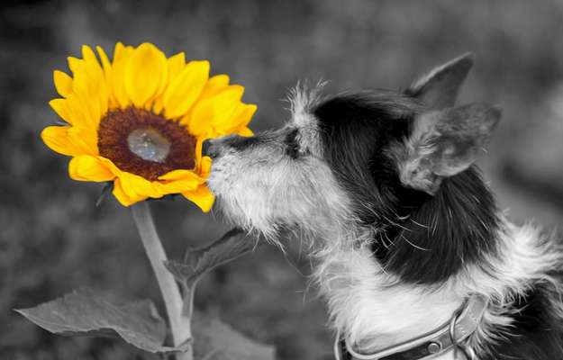 6. Farben Foto Challenge: "ColourKey Effekt"-Beitrag-Bild