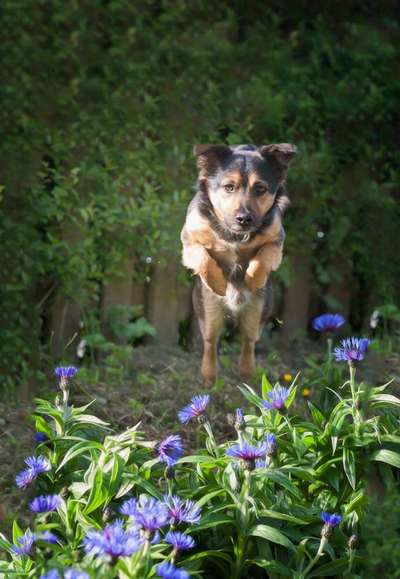 Die Dogorama Monats Challenge "Es grünt und blüht"-Beitrag-Bild