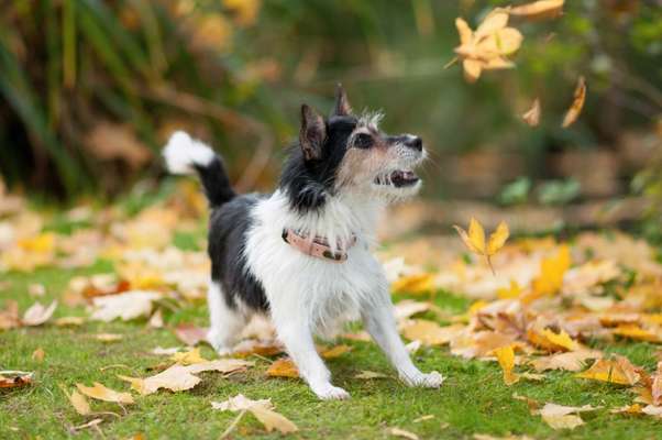 FOTO CHALLENGE 77 - Dein Hund im Spiel-Beitrag-Bild