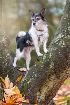 Wo sind die Jack und Parson Russell Terrier?-Beitrag-Bild