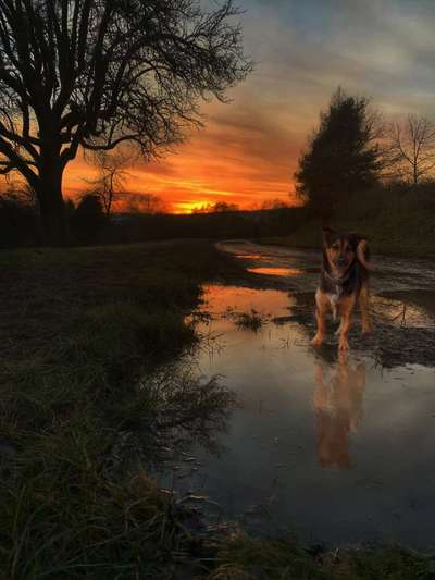 Photomontagen mit Hund-Beitrag-Bild