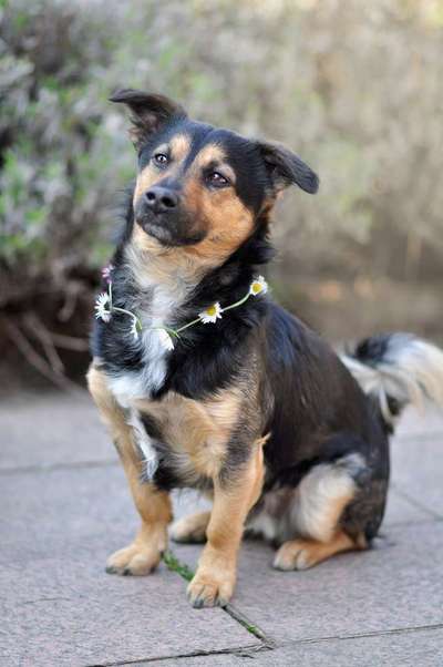 Challenge 23 : "  Euer Hund beim Frühlingserwachen "-Beitrag-Bild