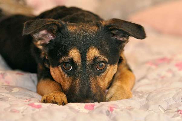 CHALLENGE NR. 19 - Der Hundeblick-Beitrag-Bild