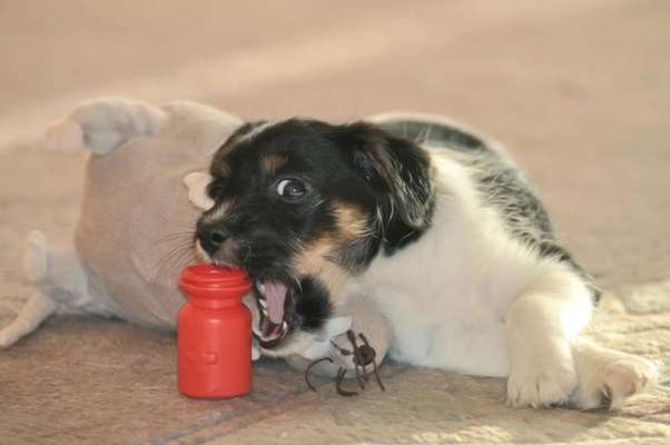 Challenge Nr. 20 - Mein Hund, der Dieb-Beitrag-Bild