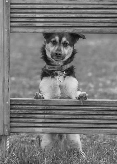 Foto-Challenge 76: Foto in Schwarz-Weiss-Beitrag-Bild