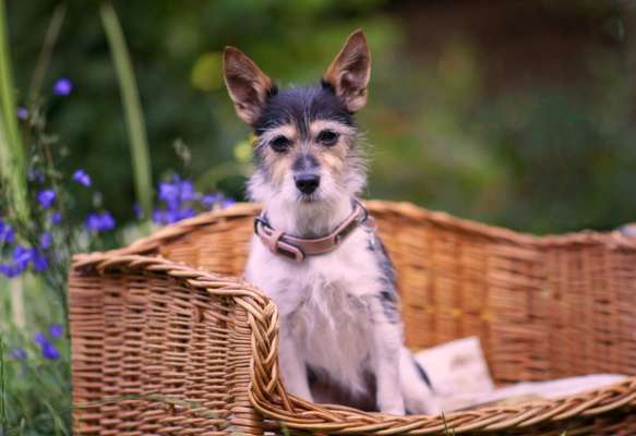 Die Dogorama Kalender Challenge 4/4-Beitrag-Bild