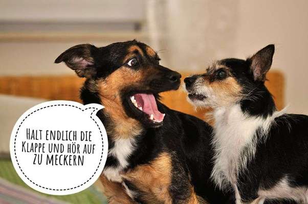 Hunde Memes-Beitrag-Bild
