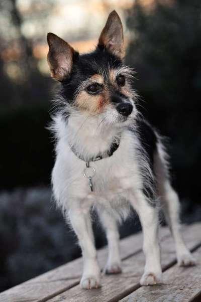 Wo sind die Jack und Parson Russell Terrier?-Beitrag-Bild