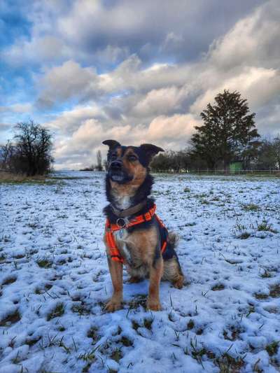 Club der Rumänen (Alle Hunde aus dem rumänischen Tierschutz, wo seid Ihr?)-Beitrag-Bild