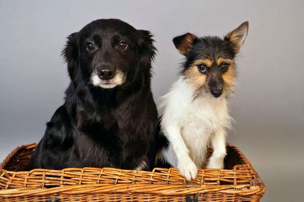 Dein Hund im Dogorama-Kalender 2021-Beitrag-Bild