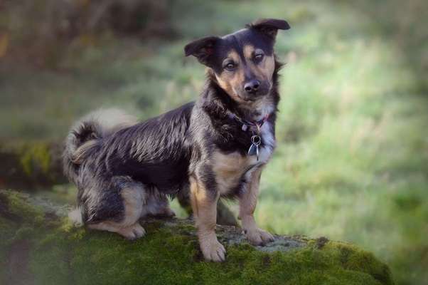 Dein Hund im Dogorama-Kalender 2021-Beitrag-Bild