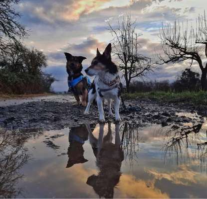 Dogorama Foto Challenge - Dämmerung-Beitrag-Bild