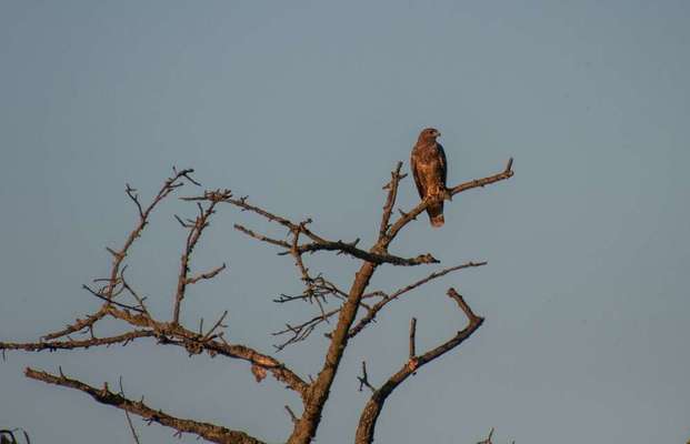 Die wunderschöne Welt mit Hund.-Beitrag-Bild