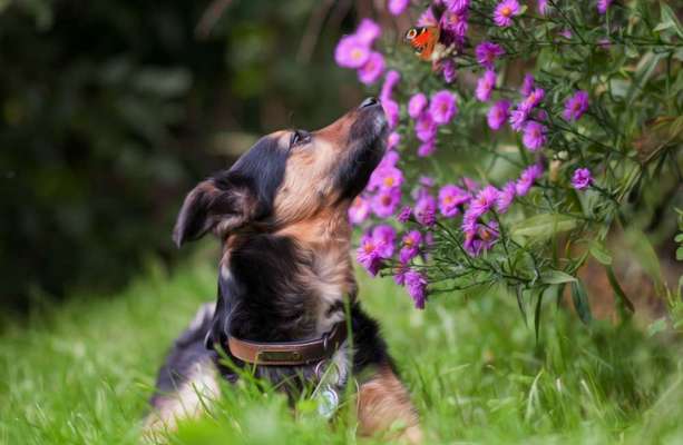 Fotochallange 63: "Dein blühendes Hündchen"-Beitrag-Bild