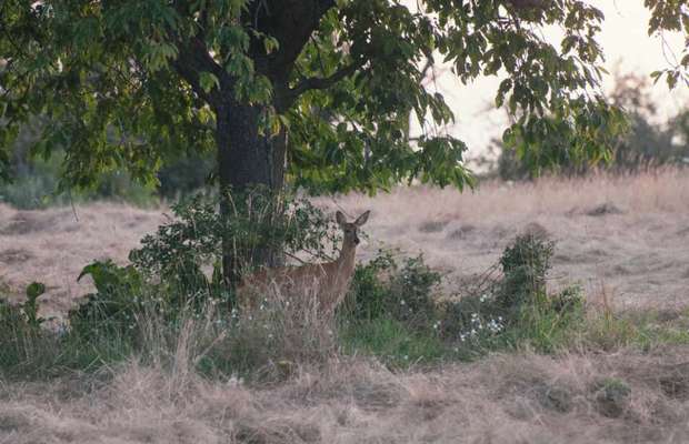 Die wunderschöne Welt mit Hund.-Beitrag-Bild