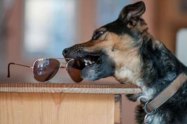 Challenge Nr. 20 - Mein Hund, der Dieb-Beitrag-Bild